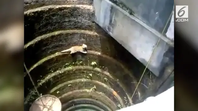 VIDEO: Aksi Kucing Panjat Sumur Sedalam 10 Meter