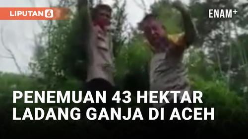 VIDEO: 43 Hektar Ladang Ganja Siap Panen Berhasil Ditemukan di Aceh
