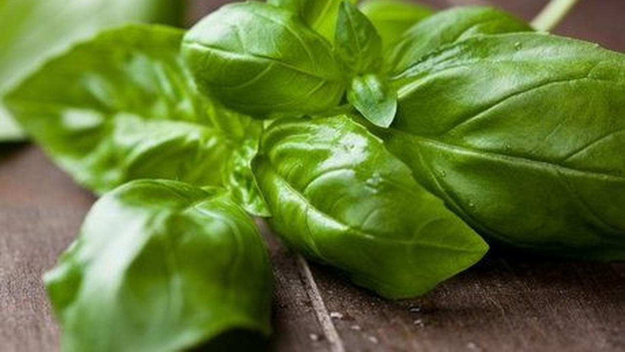 6. Daun Basil