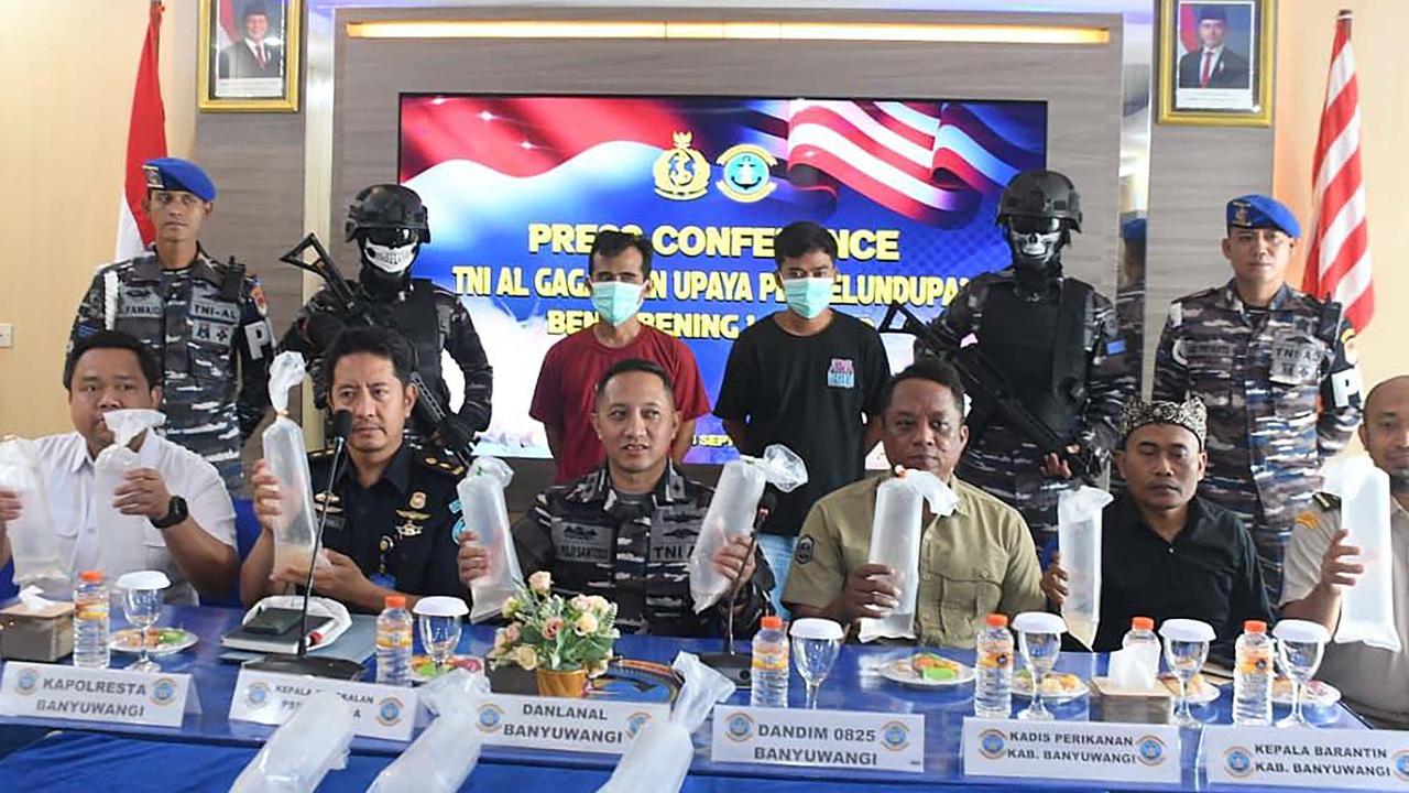 FOTO: TNI AL Gagalkan Penyelundupan 85 Ribu Benih Lobster di Banyuwangi