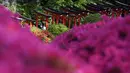 Ada sekitar 3.000 pohon Bunga Azalea dengan lebih dari 100 spesies yang bisa kita nikmati di sini. (AP Photo/Eugene Hoshiko)