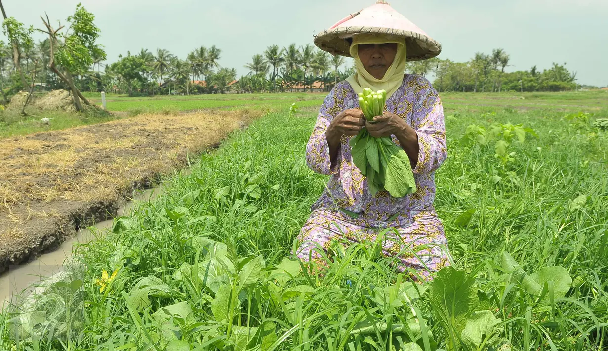 Seorang pentani memanen sayuran jenis Caisim di Teluk Naga, Kabupaten Tangerang, Kamis (20/4). Mereka bekerja sama dengan pasar modern untuk memasok sayuran ke gerai-gerai yang mereka miliki di wilayah Tangerang dan sekitarnya. (Liputan6.com/Helmi Afandi)