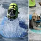 puluhan anjing unjuk gigi dalam sebuah kompetisi tahunan 'Surf City Surf Dog' di California, Amerika Serikat (Today)