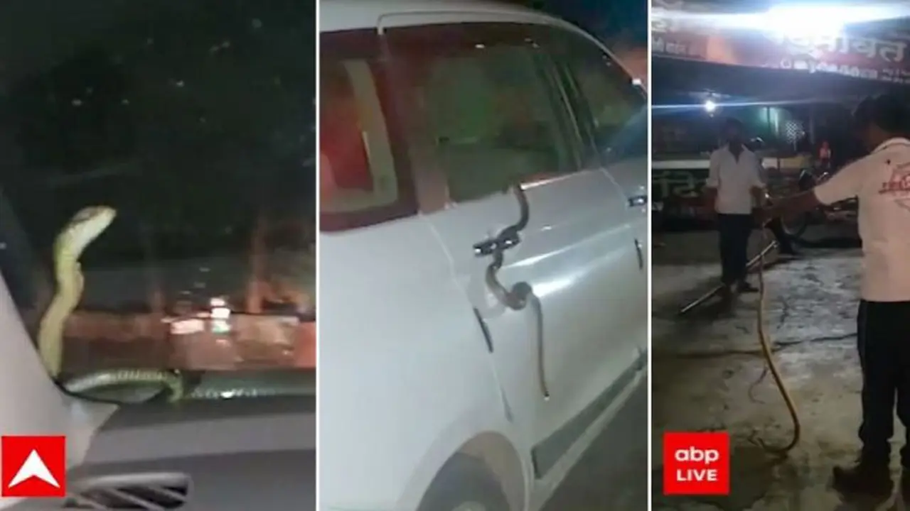 Pengendara Ertiga Ini Menemukan Ular di Kaca Depan saat Mobil Berjalan (Cartoq)