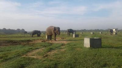 Gajah Sumatera dan Ancaman Kebakaran di Way Kambas