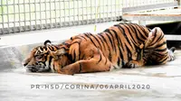 Harimau Sumatera Corina mengalami luka jerat cukup serius yang menempel sampai ke tulang kaki. (dok. Biro Humas KLHK/Dinny Mutiah)