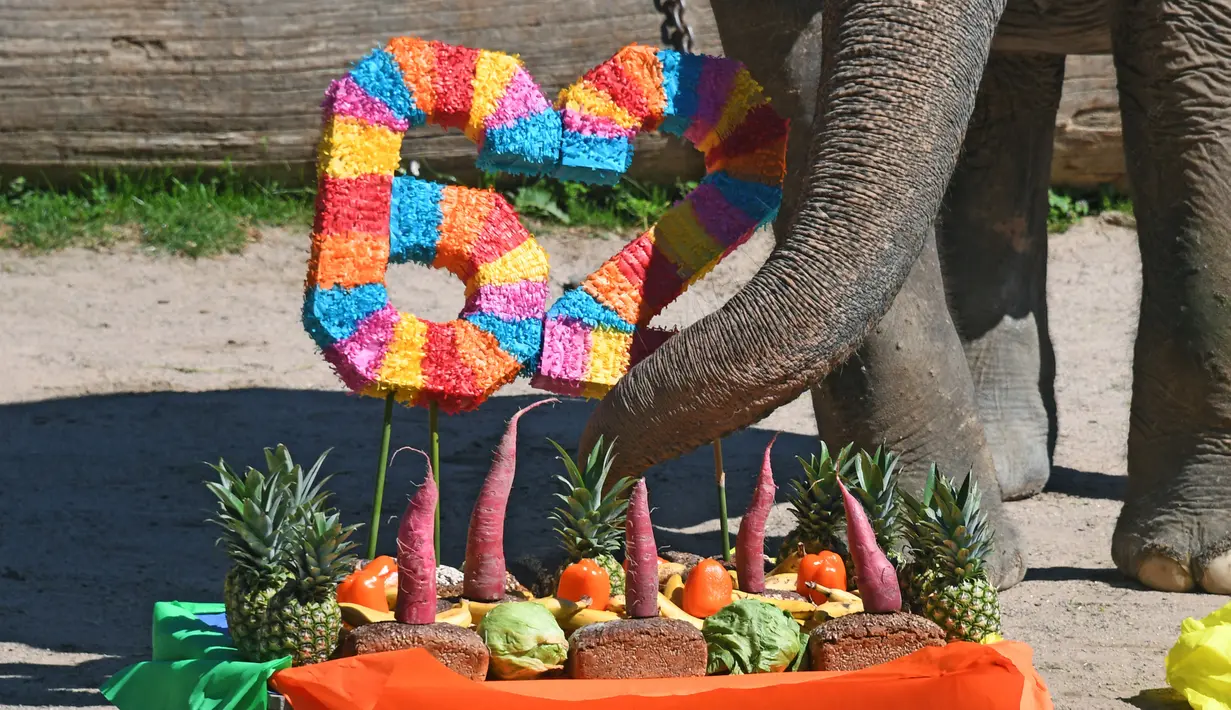Hadiah buah dan sayuran untuk gajah bernama Rani di kebun binatang di Karlsruhe, Jerman (17/5). Menurut pihak kebun binatang, Rani merupakan gajah tertua di Jerman. (AFP Photo/dpa/Uli Deck/Germany Out)
