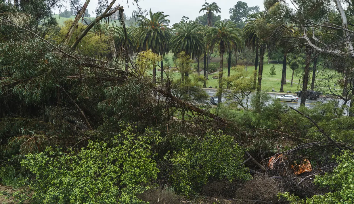 Perkemahan tenda tunawisma, kanan, didirikan di sebelah pohon Eucalyptus besar yang tumbang bersama badai di Elysian Park di Los Angeles Jumat, 10 Maret 2023. Lebih dari 9.000 penduduk California berada di bawah perintah evakuasi pada Jumat karena aliran atmosfer baru membawa sungai yang deras. hujan, badai petir dan angin kencang, sungai dan anak sungai membengkak dan membanjiri beberapa jalan raya utama selama perjalanan pagi. (AP Photo/Damian Dovarganes)