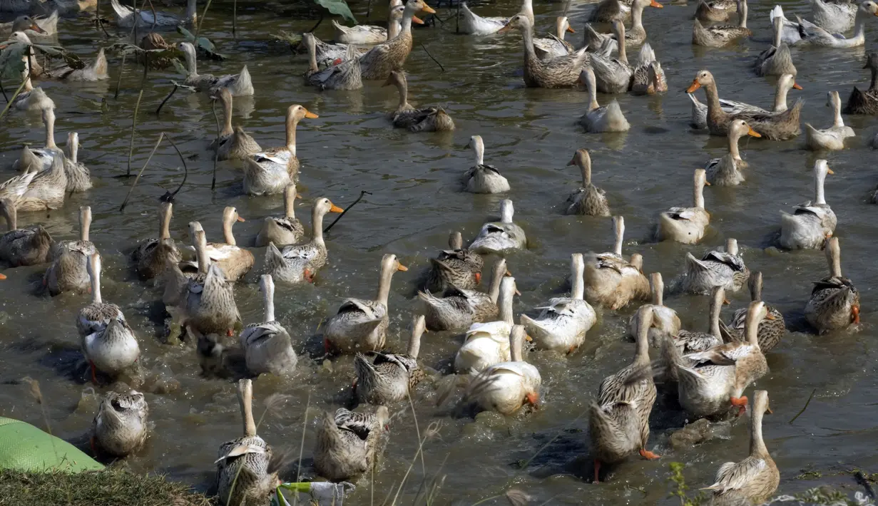 Bebek berenang di kolam di peternakan desa Snoa di luar Phnom Penh, Kamboja, Kamis (23/2/2023). Pejabat sedang menunggu hasil tes dari beberapa burung mati yang ditemukan di dekat desa gadis kecil berusia 11 tahun di Kamboja yang meninggal karena flu burung. (AP Photo/Heng Sinith)