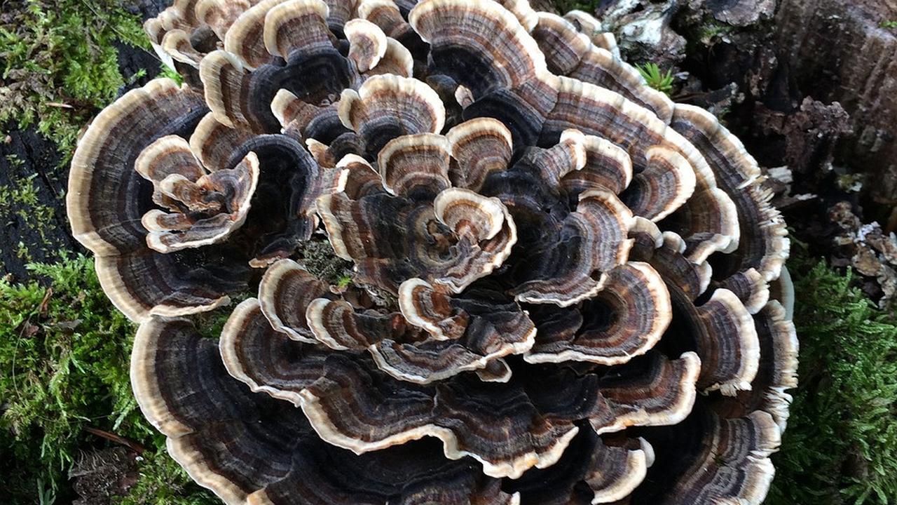 10 Manfaat Jamur Maitake untuk Kesehatan, Menurunkan Gula Darah hingga Cegah Kanker