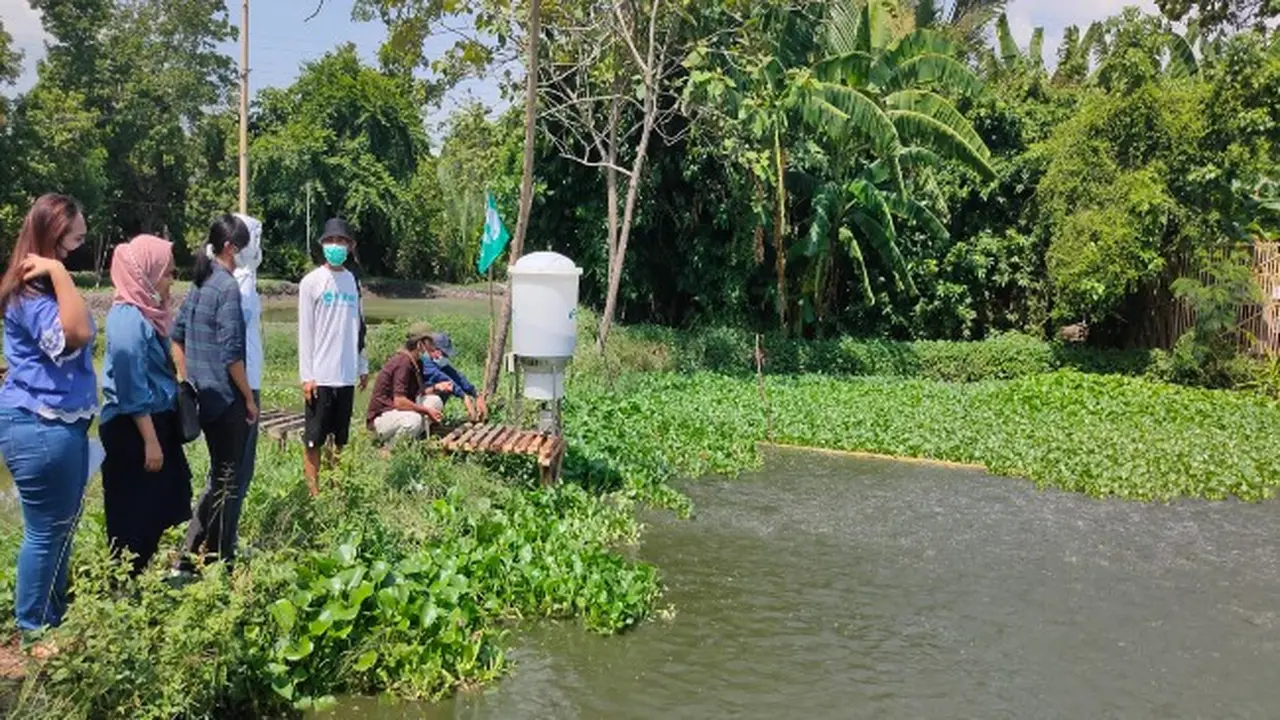 Cerita Jimat Asal Cirebon Budi Daya Lele Dengan Sentuhan Teknologi
