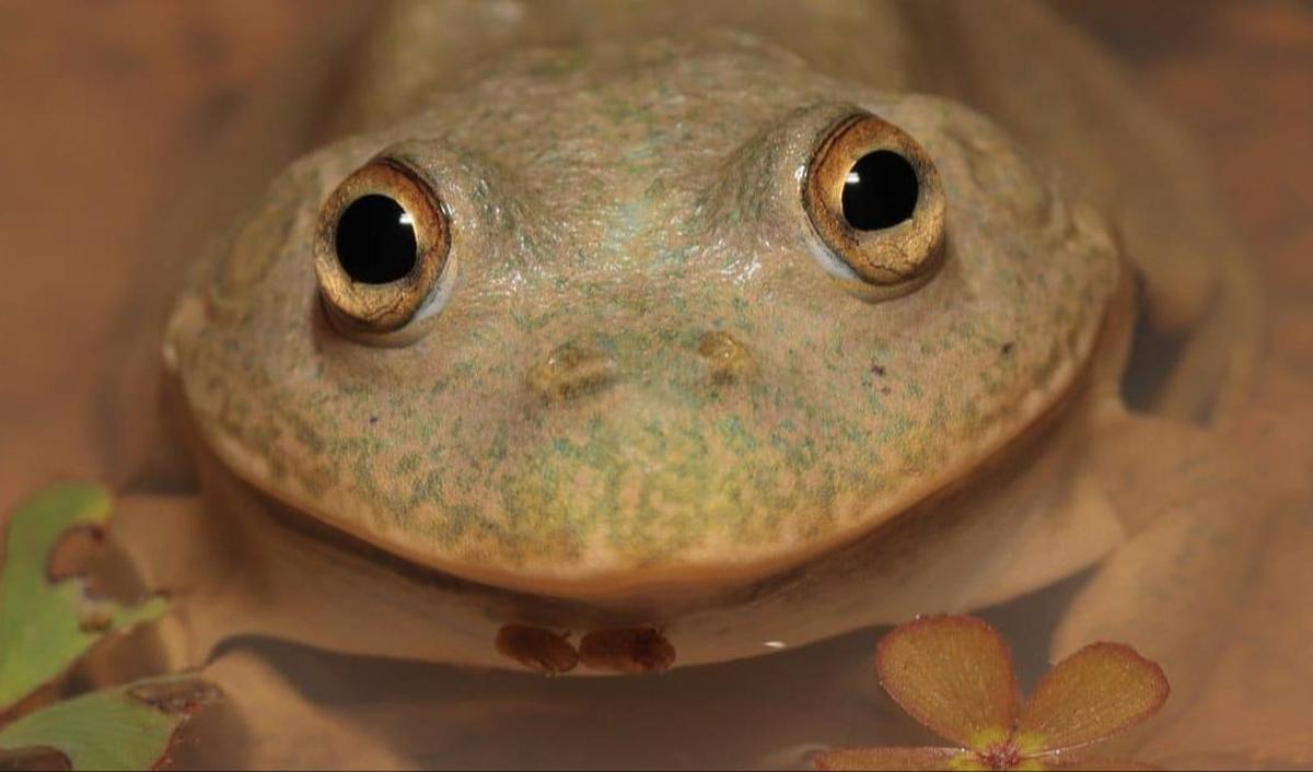 Katak Penyimpan Air ( 5 Tahun)