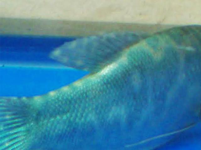 Ikan Berlafazkan Allah Riuhkan Warga Pademangan Citizen6
