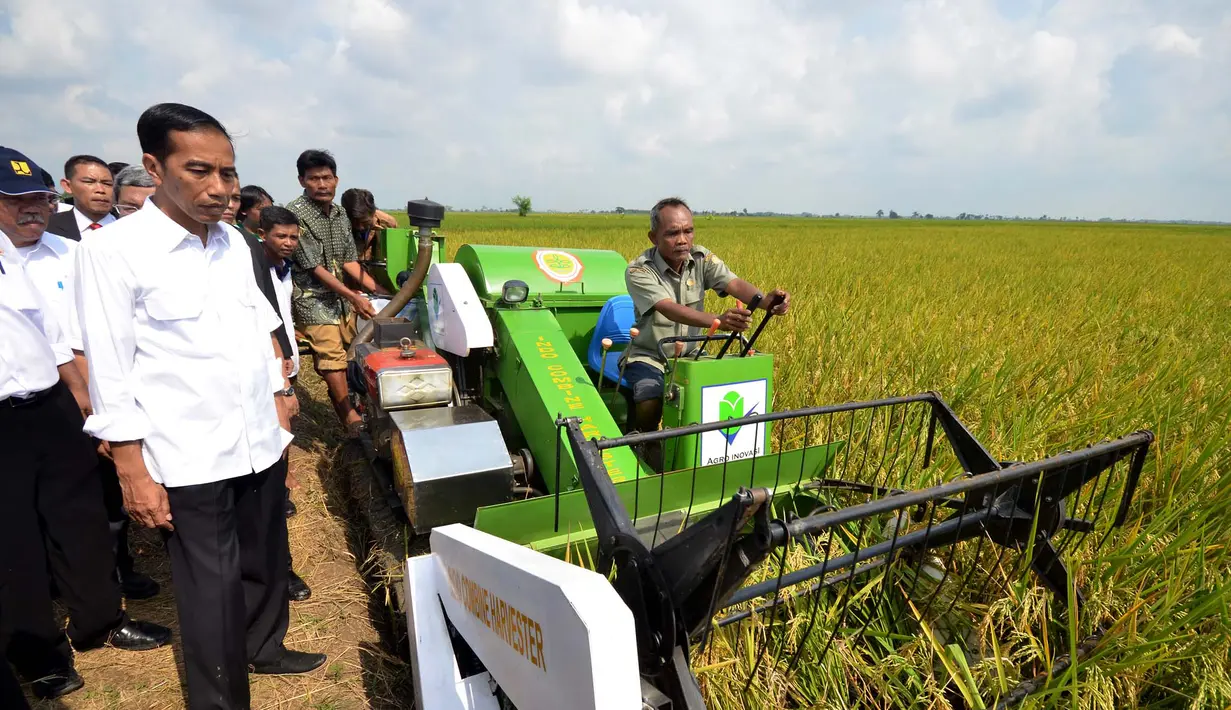  Presiden Joko Widodo melihat seorang petani melakukan panen padi di Desa Kedokan Gabus, Kecamatan Gabus Wetan, Kabupaten Indramayu, Rabu (18/3/2015). (Rumgrapres/Agus Suparto)