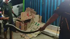 Bukan Tangkap Maling, Tim Ronda di Sukabumi Temuan Piton 3 Meter