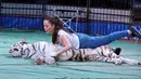 Aksi Mahasen el-Helw saat melatih harimau putih untuk pertunjukan sirkus di Kairo, Mesir (11/10). Wanita cantik asal Mesir ini telah berpengalaman menangani hewan buas saat acara sirkus. (REUTERS/Mohamed Abd El Ghany)