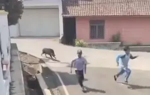 Babi Hutan Mengamuk Bikin Panik Pengunjung Puskesmas
