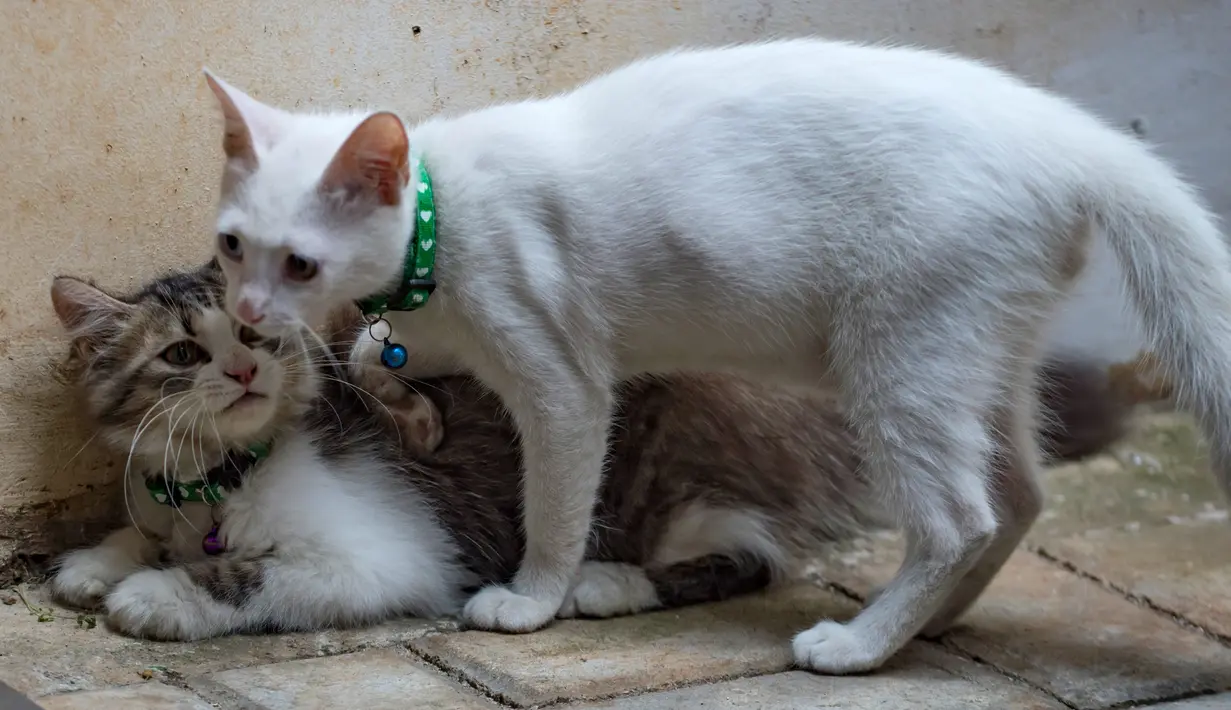 FOTO: Yuk, Mengenal Hari Kucing Sedunia - Foto Liputan6.com