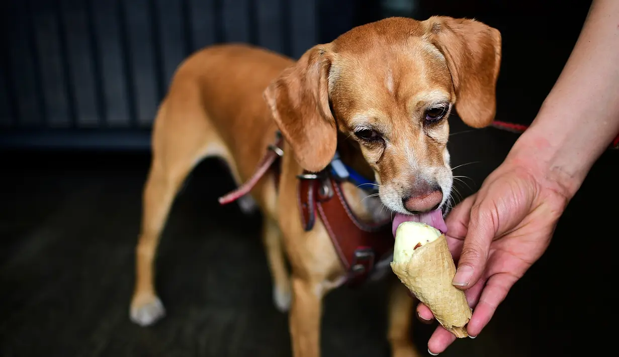 Seekor anjing bernama Lucky menyantap es krim yang diberikan oleh pemiliknya di sebuah kedai es krim khusus anjing di Mexico City, ibu kota Meksiko, Minggu (9/4). Es krim di toko ini telah didesain khusus menjadi makanan anjing. (RONALDO SCHEMIDT/AFP)