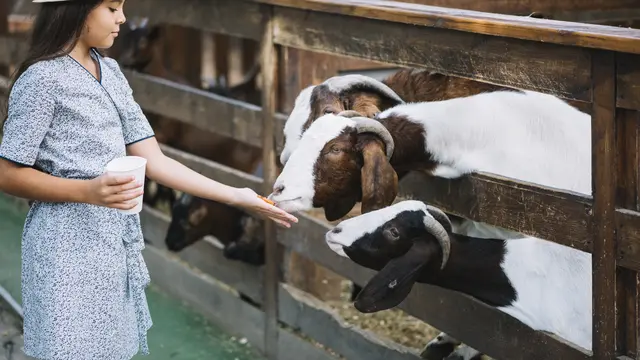 Ilustrasi kandang kambing (Foto: freepik)