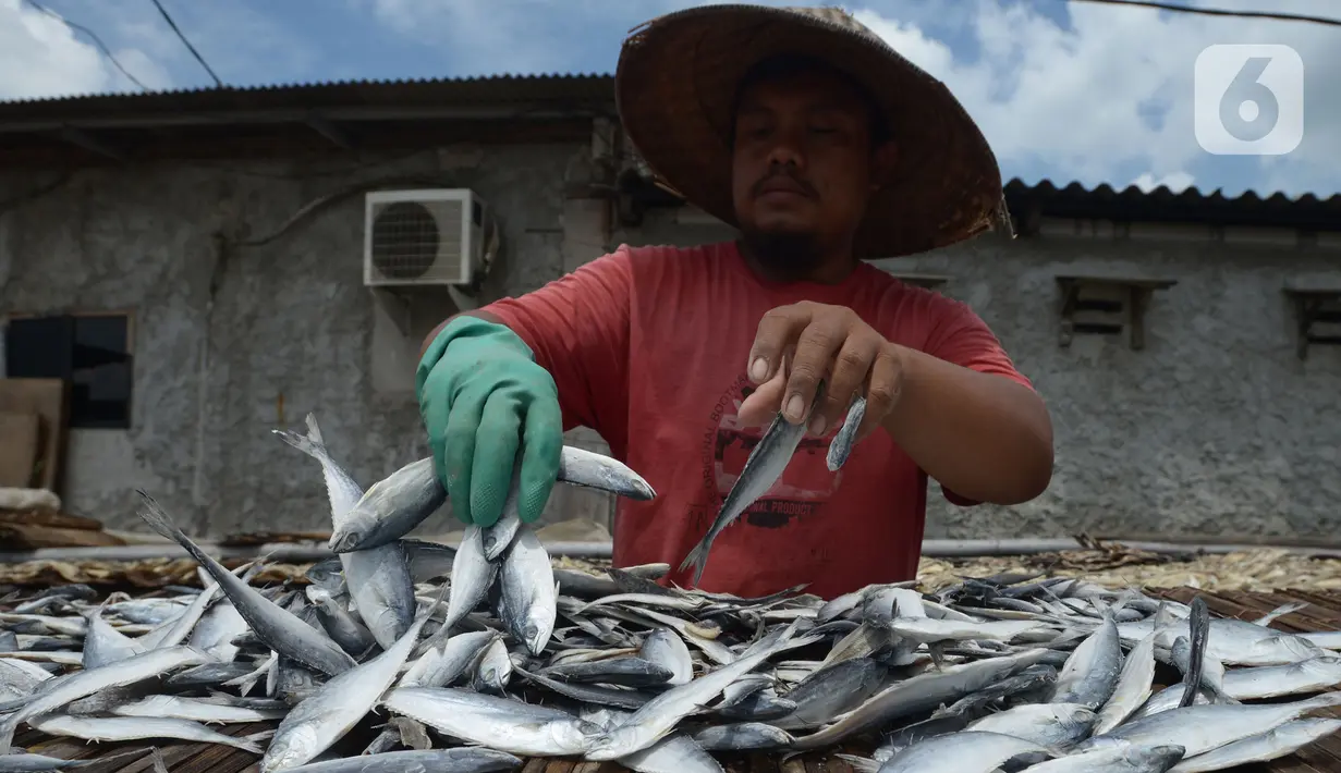 Pekerja menjemur ikan asin di Sentra Pengolahan Ikan Asin Kampung Nelayan Muara Angke, Jakarta, Selasa (16/11/2021). Produksi ikan asin mengalami harga stabil saat pandemi Covid-19 di level 1 dengan harga jual kisaran Rp 38 ribu per kilogram meski cuaca kurang baik. (merdeka.com/Imam Buhori)