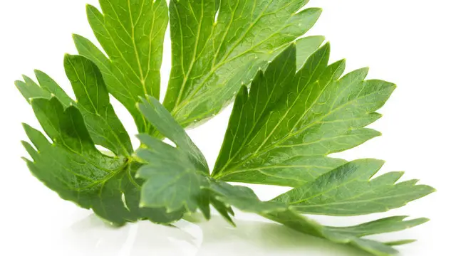 Daun Seledri