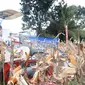 Menteri Koordinator Bidang Perekonomian (Menko) Airlangga Hartarto melakukan panen raya jagung di Desa Dulupi, Kecamatan Dulupi, Kabupaten Boalemo (Arfandi Ibrahim/Liputan6.com)