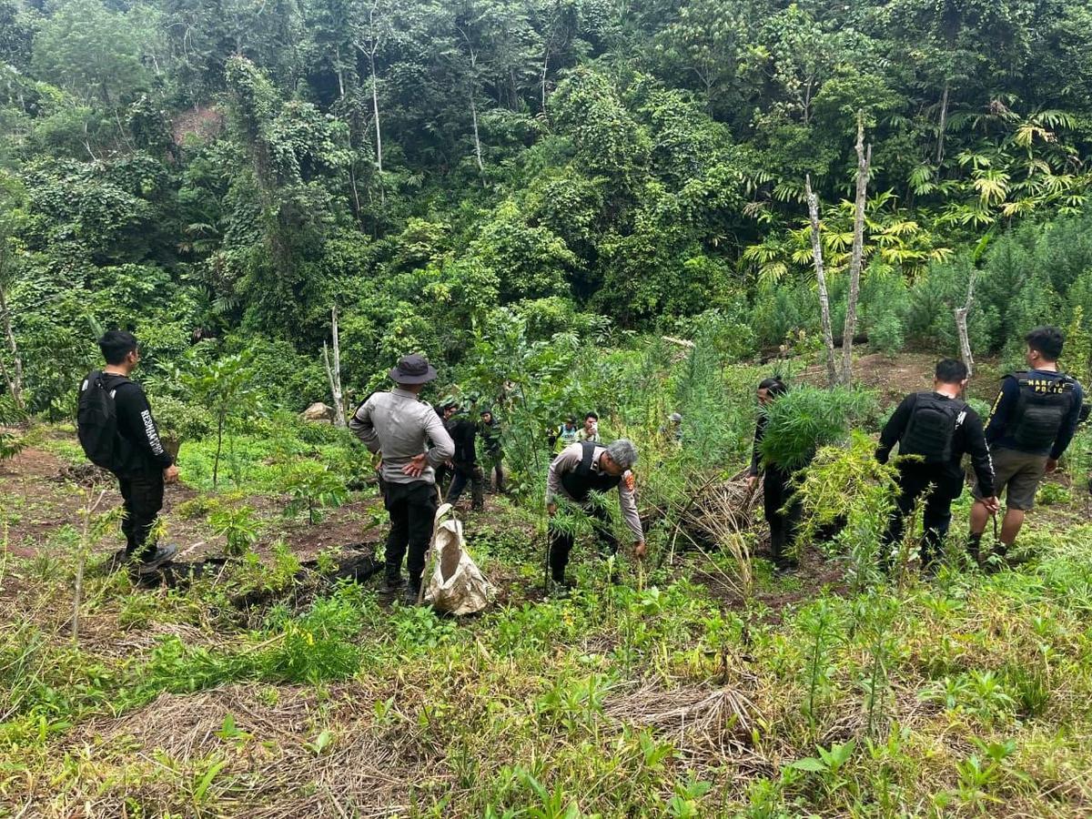 FOTO: Polda Sumsel Bongkar Ladang Ganja 20 Hektar di Empat Lawang