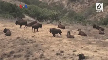 Keunikan bison menjadi daya tarik tersendiri bagi industri pariwisata di pulau Santa Catalina, negara bagian California. VOA