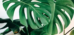 Ilustrasi monstera. (dok. Kara Eads/Unsplash.com)