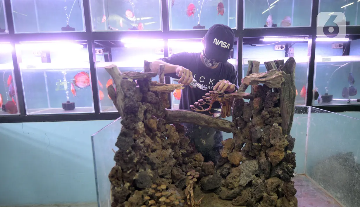 Pekerja menyelesaikan pembuatan aquascape air tawar di Nickz Aquascape, Serpong, Tangerang Selatan, Banten, Selasa (20/10/2020). Pada masa pandemi saat ini, pemesanan aquascape meningkat hingga 80 persen. (merdeka.com/Dwi Narwoko)