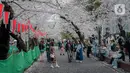Para pengunjung menikmati sakura mekar di Taman Ueno, Tokyo, Sabtu (25/3/2023). Memasuki musim semi di Jepang, warga hingga turis mancanegara berbondong-bondong menikmati keindahan dari bunga sakura yang mekar. (Liputan6.com/Faizal Fanani)