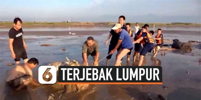 VIDEO: Penyelamatan 7 Ekor Sapi Terjebak di Kubangan Lumpur