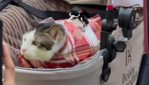 Momen Kucing Bobby Kertanegara Ikut Upacara Penurunan Bendera di Istana
