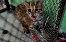 Terungkap! Kucing Kuwuk, Satwa Langka yang Dijual Rp250 Ribu, Polisi Buru Pemasok Utama