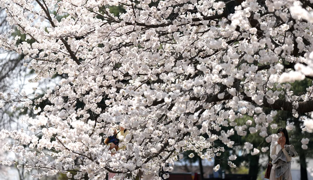 Pengunjung taman-taman untuk melihat bunga sakura bermekaran membludak setelah pandemi COVID-19 dinyatakan usai. (AP Photo/Lee Jin-man)