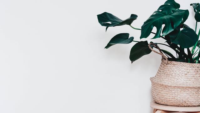 [Fimela] Tanaman Hias