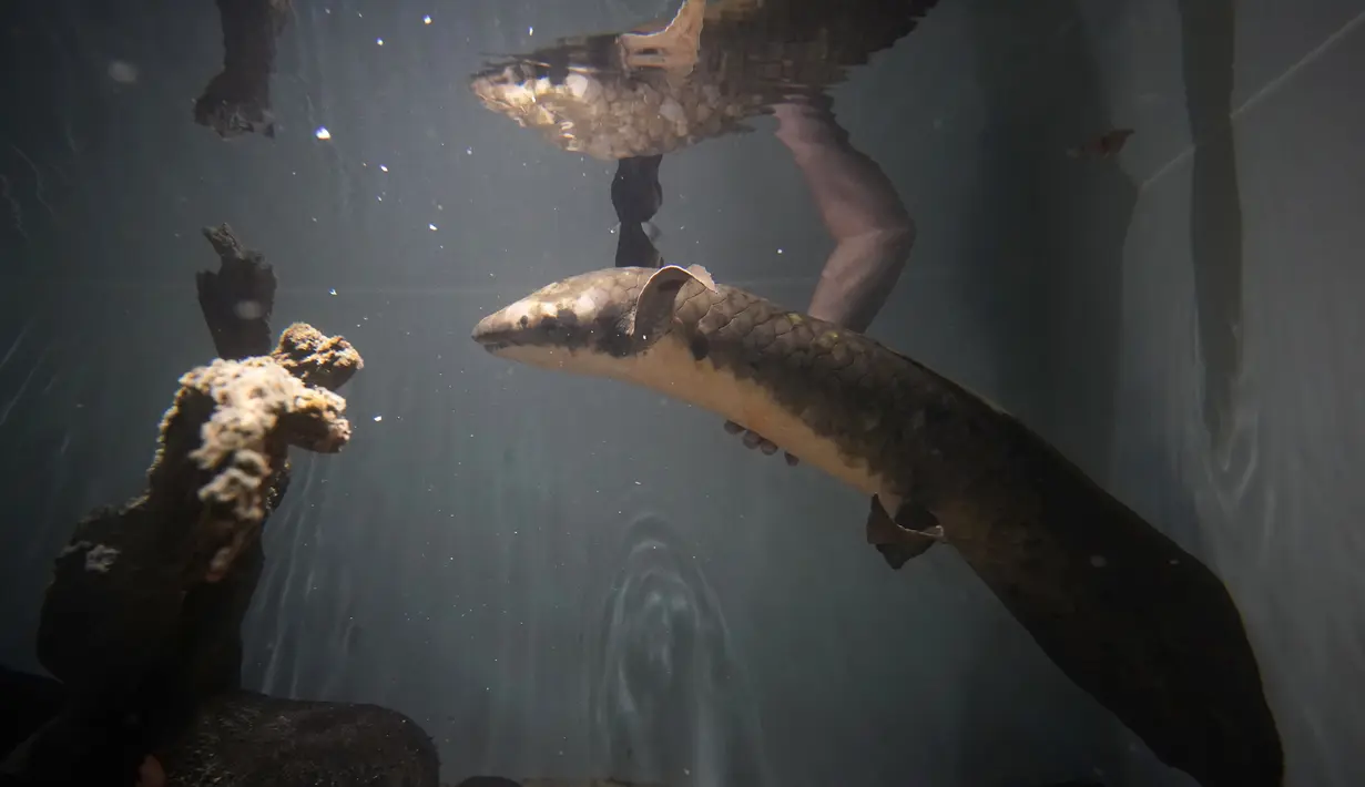 Ahli biologi senior Allan Jan memegang Methuselah, ikan lungfish Australia dalam akuarium di San Francisco, Senin (24/1/2022). Dengan usianya yang sudah mencapai lebih dari 80 tahun, Methuselah menjadi ikan tertua yang hidup di penangkaran. (AP Photo/Jeff Chiu)