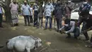Orang-orang memotret seekor sapi kerdil bernama Rani di sebuah peternakan sapi di Charigram, sekitar 25 km dari Savar, Bangladesh, Selasa (6/7/2021). Sang pemilik mendaftarkan Rani ke Guinness Book dan mengklaimnya sebagai sapi terkecil di dunia. (Munir Uz zaman/AFP)