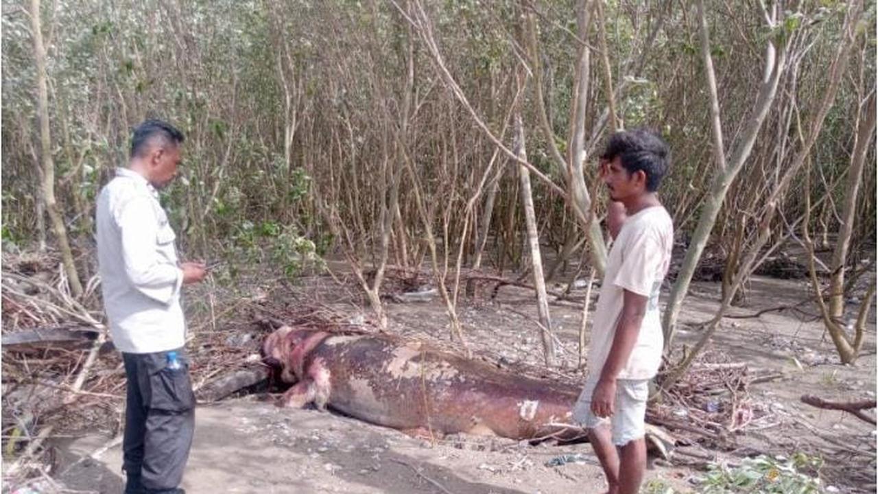 Dugong ditemukan mati terdampar di Pantai Panmuti, Kupang, NTT. (Foto: Istimewa)