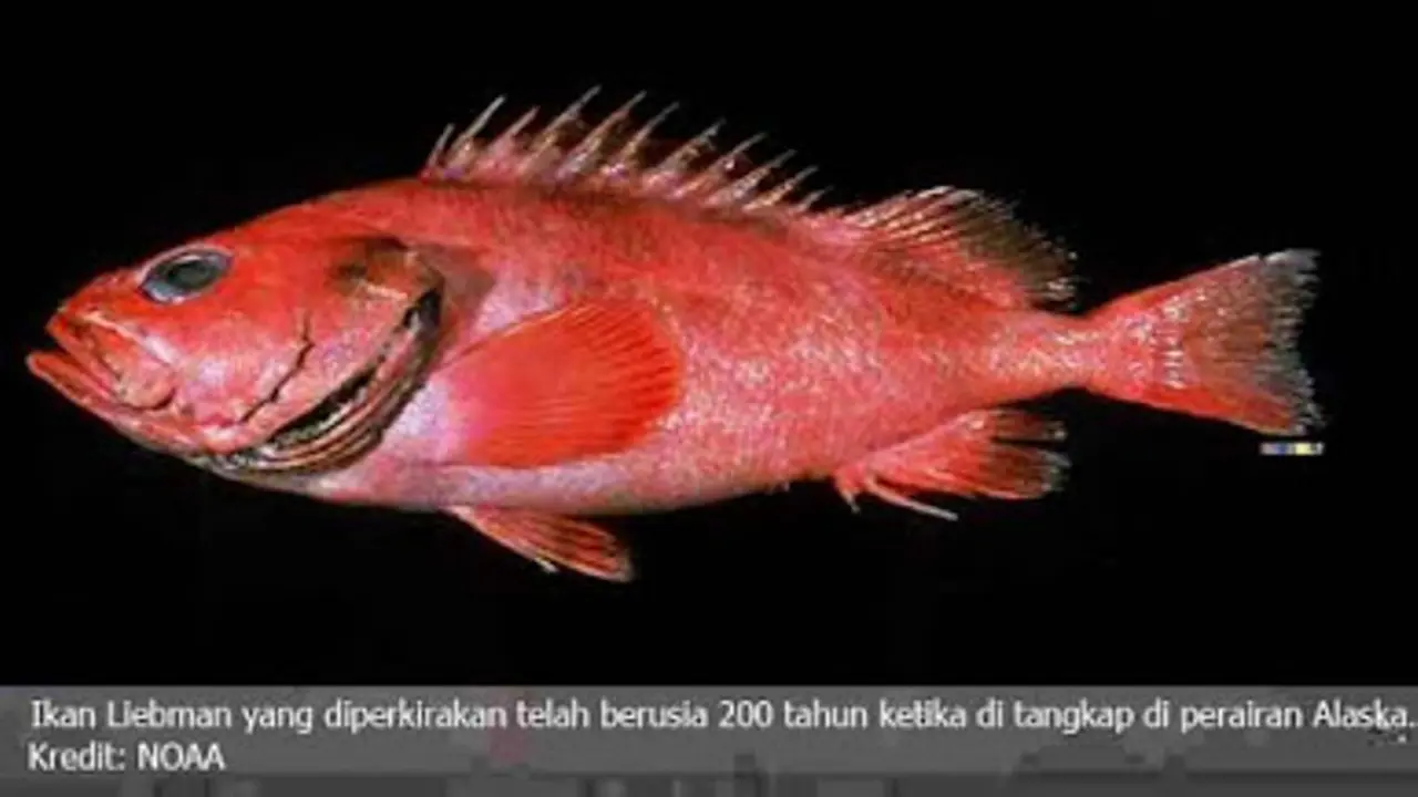 Ikan Berusia 200 Tahun Tertangkap Nelayan