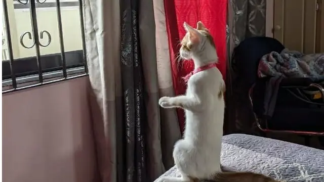 8 Potret Kocak Kucing Lagi Penasaran, Bikin Senyum Lihatnya