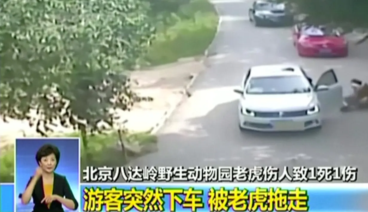 Seekor harimau menyeret turis wanita yang keluar dari mobilnya di taman safari Beijing, Tiongkok, 23 Juli 2016. Harimau itu menyerang begitu wanita tersebut keluar dari mobilnya setelah bertengkar dengan teman perjalanannya. (CCTV/via Reuters TV)