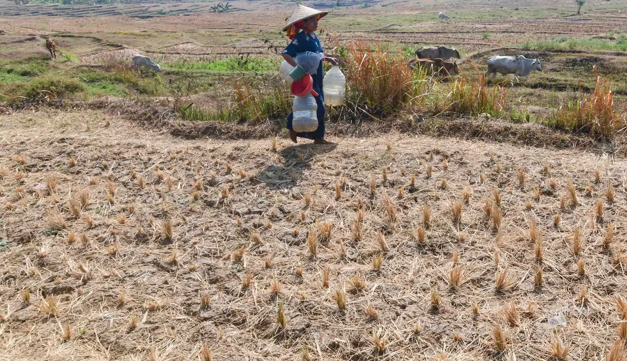 Warga  berjalan mengambil air untuk kebutuhan sehari-hari pada kubangan bekas sawah di  kawasan Weninggalih, Jonggol, Jawa Barat, Selasa, 25 Agustus 2026. (KLY/ Arie Basuki)