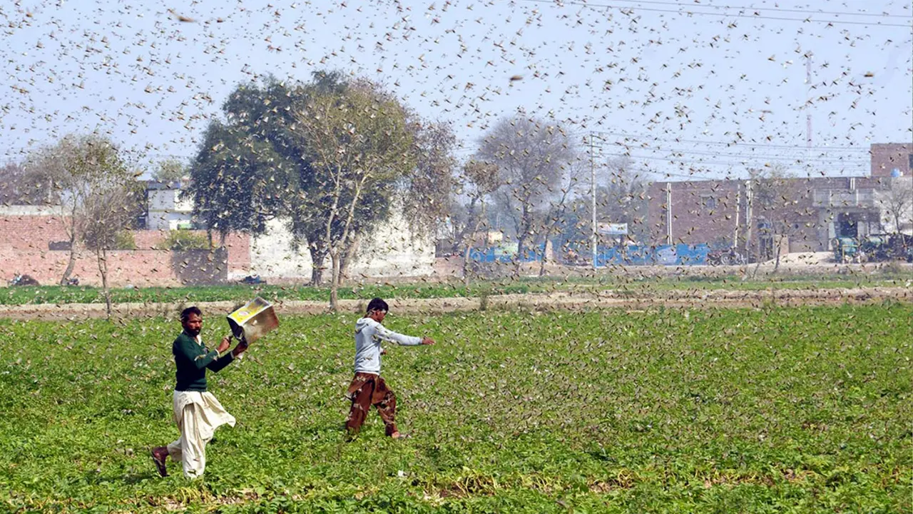 Ribuan Belalang Serbu dan Rusak Tanaman di Pakistan