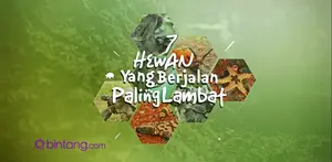 Video berikut ini berisi tujuh hewan di dunia yang berjalan sangat lambat, apa saja hewan-hewan tersebut? Bintang.com rangkumkan untuk kamu.
