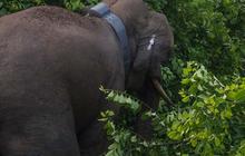 Pasang Kabel Telanjang di Kebun Hingga Sebabkan Gajah Mati, Petani di Aceh Ditangkap
