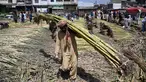 Seorang buruh Pakistan membawa tebu di sebuah pasar grosir sayuran di Islamabad (9/4). Populasi di kota ini mencapai dua juta penduduk yang merupakan kota terbesar ke-10 di Pakistan. (AFP Photo/Aamir Qureshi)