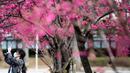 Seorang wanita mengenakan masker melewati pohon sakura di taman Ueno, Tokyo, Jepang (12/3/2020).  Di tengah kekhawatiran akan penyebaran virus corona COVID-19, Gubernur Tokyo Yuriko Koike menghimbau warga menghindari kerumunan saat pesta tradisional "hanami". (AFP/Philip Fong)