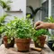Cara Menanam Daun Ketumbar agar Bisa Dipanen Berkali-kali untuk Persediaan di Rumah